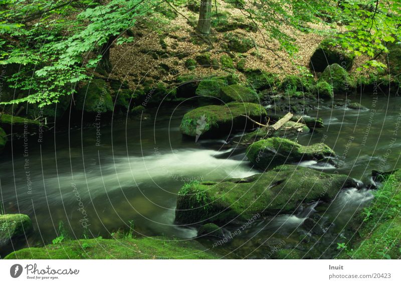 Wasser Bach grün Fluss Stein Felsen Edmundsklamm Kamenice