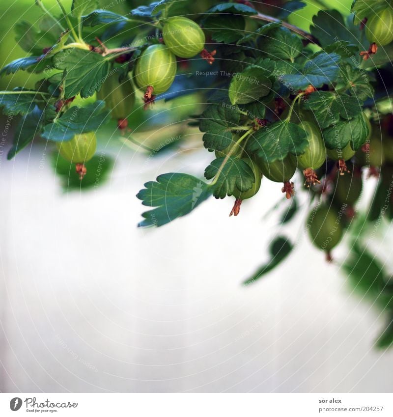 gooseberry Lebensmittel Frucht Bioprodukte Sommer Pflanze Blatt Stachelbeeren Stachelbeerblatt Garten Wachstum frisch lecker saftig grau grün weiß reif