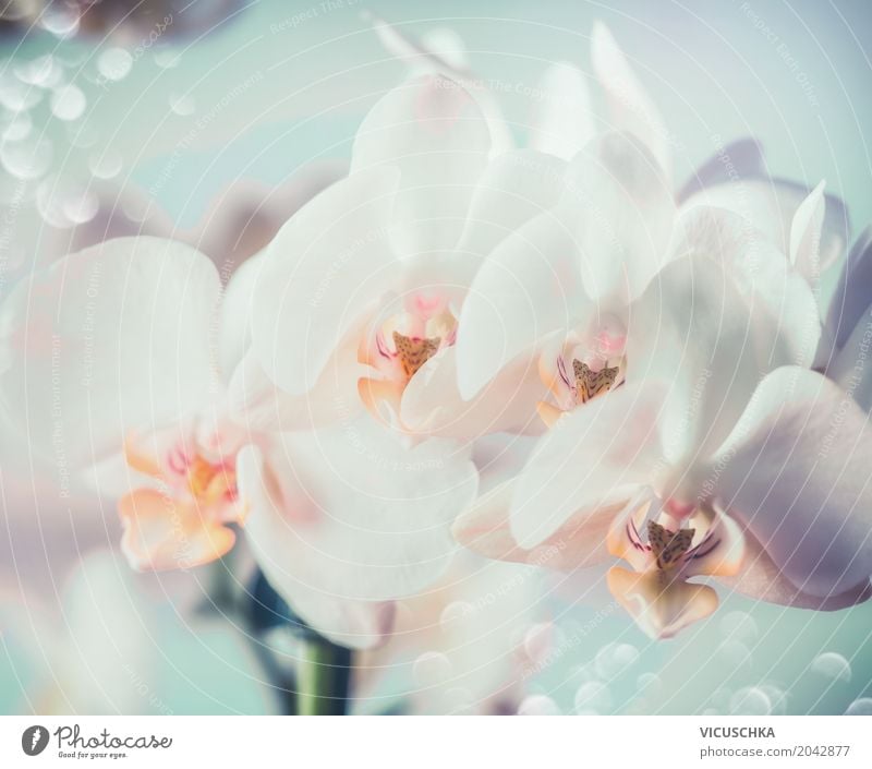 Weiße Orchideen elegant Design Natur Pflanze Blume Blüte Blumenstrauß Blühend Orchideenblüte Nahaufnahme weiß Farbfoto Makroaufnahme