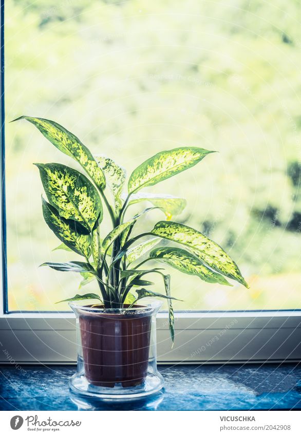Dieffenbachia Grünpflanze im Topf auf Fensterbrett Stil Design Freizeit & Hobby Häusliches Leben Wohnung Haus Innenarchitektur Dekoration & Verzierung Natur