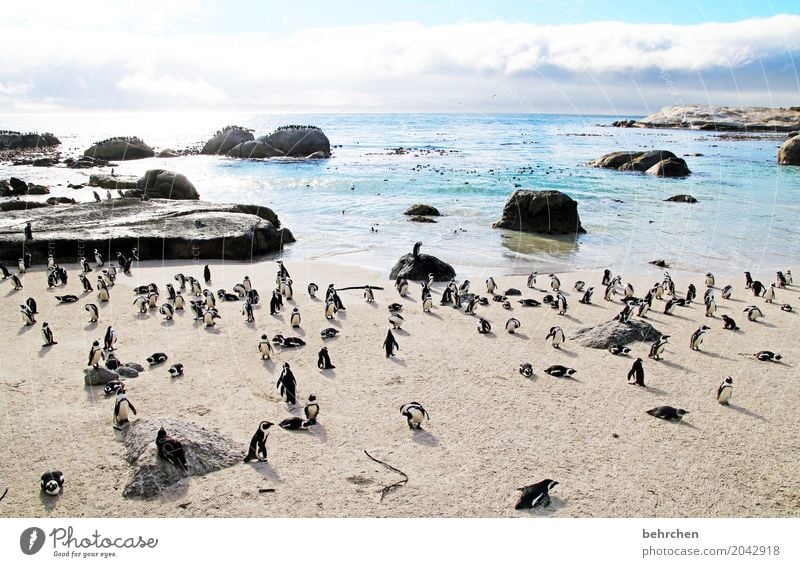 erhöhtes RISIKO, in pinguinkacke zu treten;) Ferien & Urlaub & Reisen Tourismus Ausflug Abenteuer Ferne Freiheit Natur Landschaft Himmel Wolken Klimawandel