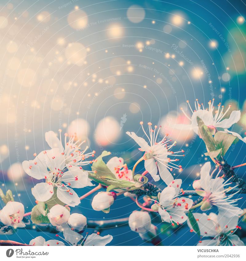 Frühling Natur Hintergrund mit weiße Blüten Stil Design Sommer Pflanze Blume Blatt Blühend blau rosa türkis Gefühle Stimmung Freude Frühlingsgefühle Liebe