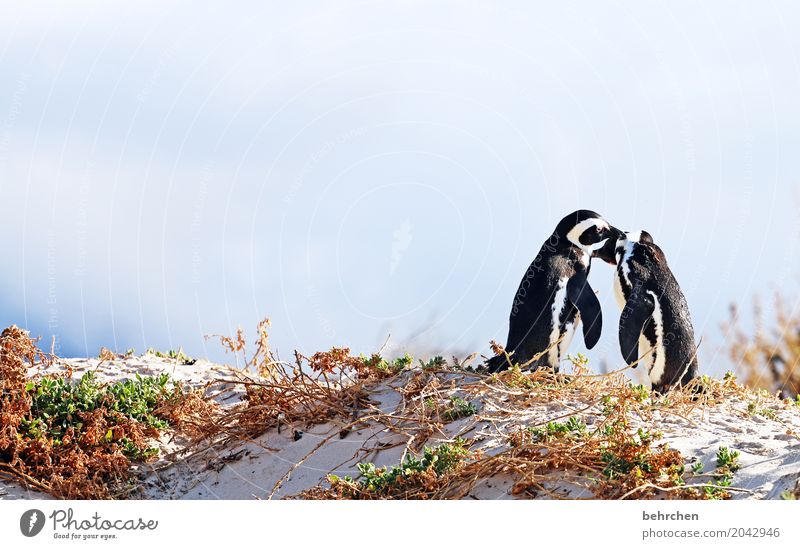 ringelrein | paartanz Ferien & Urlaub & Reisen Tourismus Ausflug Abenteuer Ferne Freiheit Küste Strand Bucht Meer Wildtier Vogel Brillenpinguin Pinguin Tierpaar