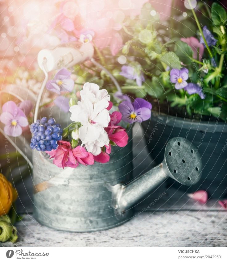 Gießkanne mit Pflanzen und Blumen auf Gartentisch Stil Design Freizeit & Hobby Sommer Dekoration & Verzierung Natur Frühling Blatt Blüte Blumenstrauß gelb
