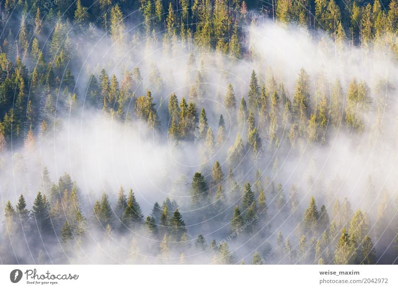 Majestät der Natur, nebelhafter Koniferenwald bei Sonnenaufgang Design schön Ferien & Urlaub & Reisen Sommer Berge u. Gebirge Dekoration & Verzierung Tapete