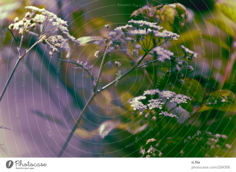 ich mag ungewolltes Kraut Umwelt Natur Landschaft Frühling Sommer Pflanze Blüte Wildpflanze Blühend Duft Wachstum authentisch hell natürlich wild grün violett