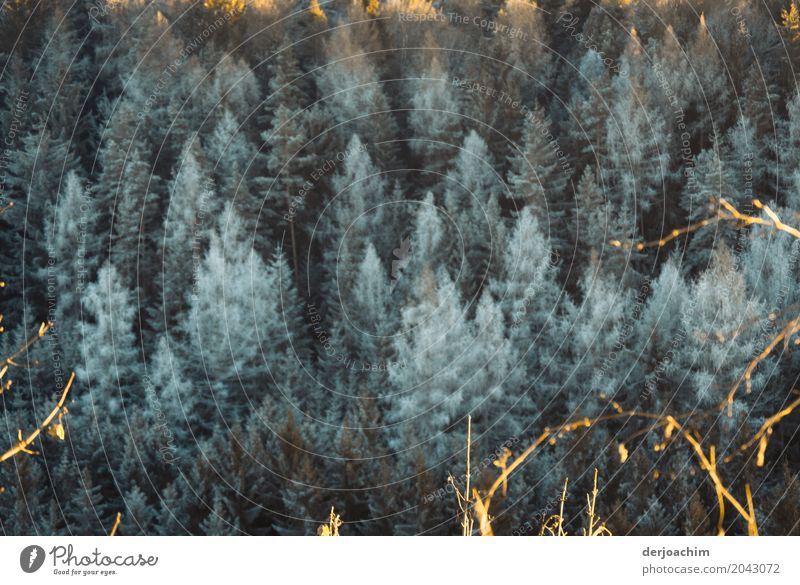 Eiskalt sehen die oben  gefrorene Bäume aus mit etwas Sonnenschein. harmonisch Ausflug Winter Natur Schönes Wetter Baum Wald Bayern Deutschland Menschenleer