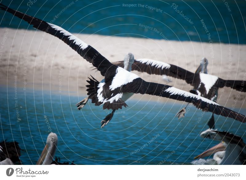 " Achtung " Landung. Zwei Pelikane im Flug über das Wasser. Unter Ihnen sind andere Pelikane mit Ihren Köpfen zu sehen. Meine Lieblingsvögel im Landeanflug.