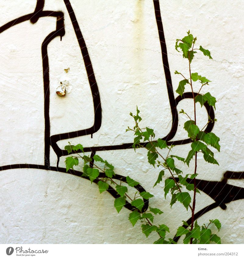 Wenn Du weitere Infos benötigst ... Wand Putz Pflanze Graffiti Zeichen Zeichnung Blatt grün Baum Sträucher Natur Kultur Farbe schwarz Linie Außenaufnahme