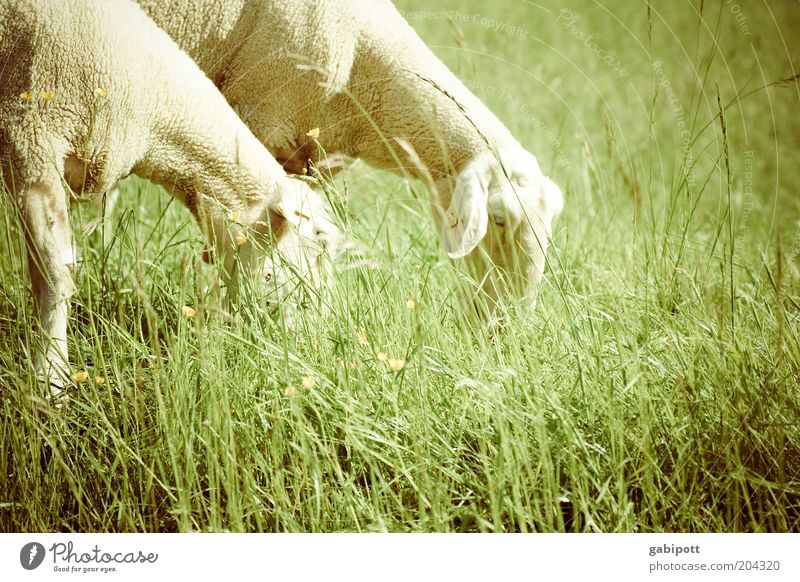 Einschlafhilfe Natur Landschaft Schönes Wetter Gras Wiese Feld Tier Haustier Nutztier Schaf 2 stehen grün Zufriedenheit Glück schön weich Fressen Außenaufnahme