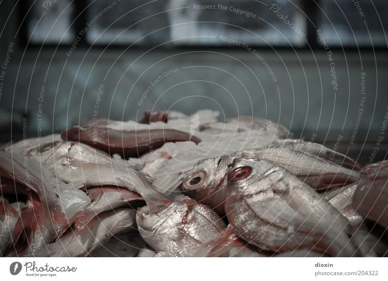 fangfrisch Lebensmittel Fisch Ernährung Bioprodukte Fischmarkt Eis Tier Schuppen Auge Flosse liegen glänzend kalt genießen Fischereiwirtschaft Totes Tier