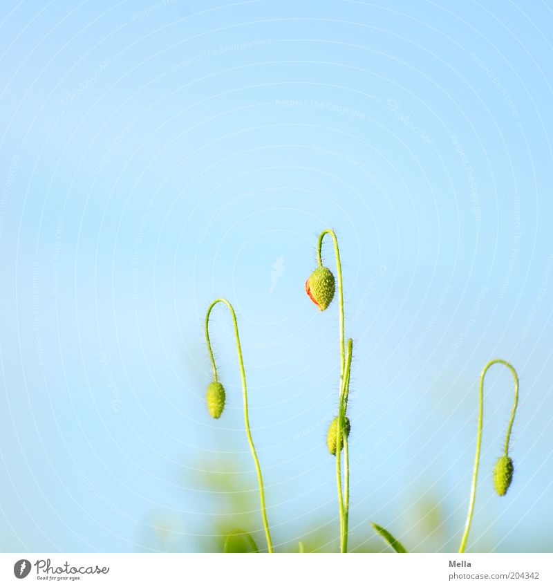 Heute geschlossen Umwelt Natur Pflanze Wolkenloser Himmel Frühling Sommer Blume Blüte Mohn Blütenknospen Wachstum natürlich blau grün Farbfoto mehrfarbig