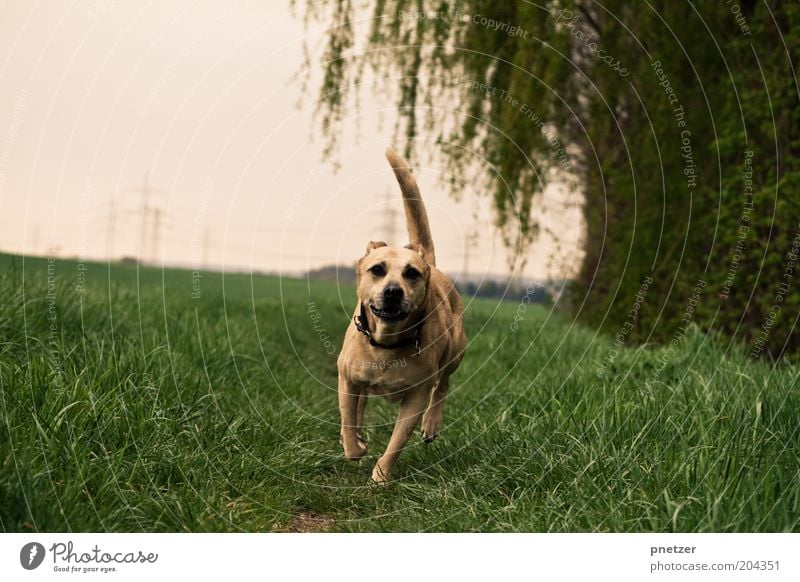 Tip: 3:0 Umwelt Natur Landschaft Himmel Frühling Sommer Wetter Schönes Wetter Pflanze Baum Gras Wiese Feld Tier Hund 1 laufen rennen sportlich Fröhlichkeit