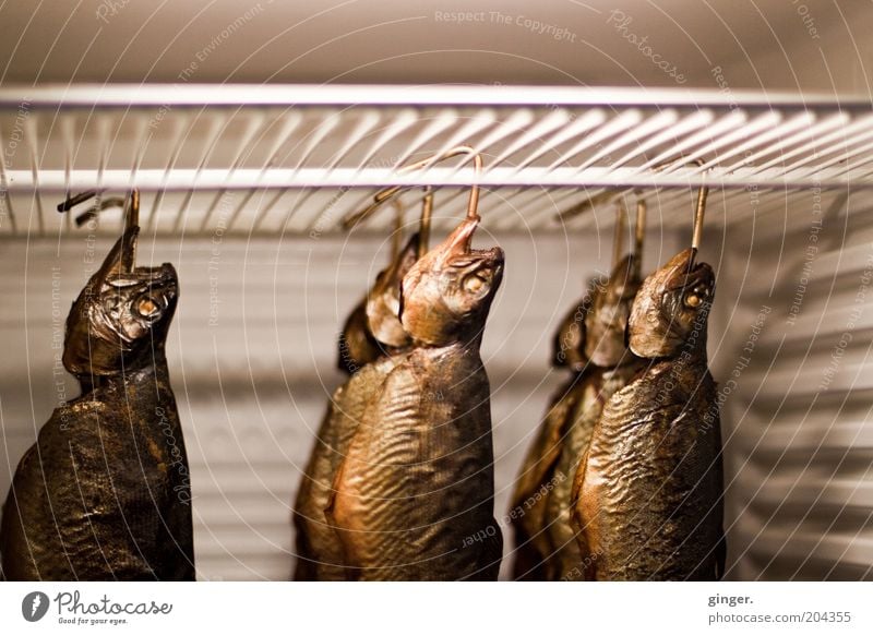 Räucherfisch im Ausverkauf Fisch Ernährung lecker braun gold Räucherforelle hängen kühlen Kühlschrank Haken Rost Fischkopf frisch geräuchert Fischereiwirtschaft