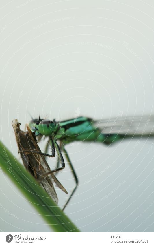 verfressen Tier Wildtier Tiergesicht Insekt Klein Libelle 1 festhalten Fressen blau grün Appetit & Hunger Beute Flügel Hochformat Farbfoto Außenaufnahme