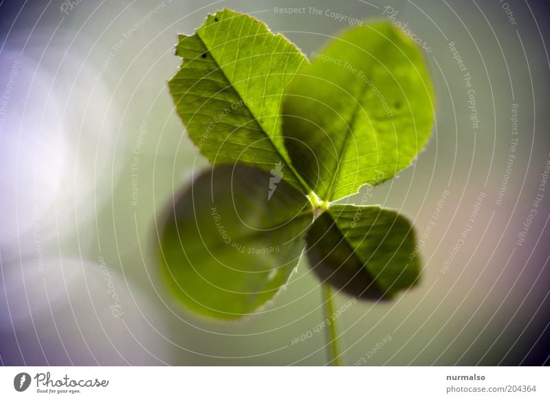 da Wünsche ich jetzt mal Glück ! Umwelt Natur Schönes Wetter Pflanze Gras Klee Kleeblatt Zeichen Glücksbringer entdecken dehydrieren nachhaltig natürlich schön