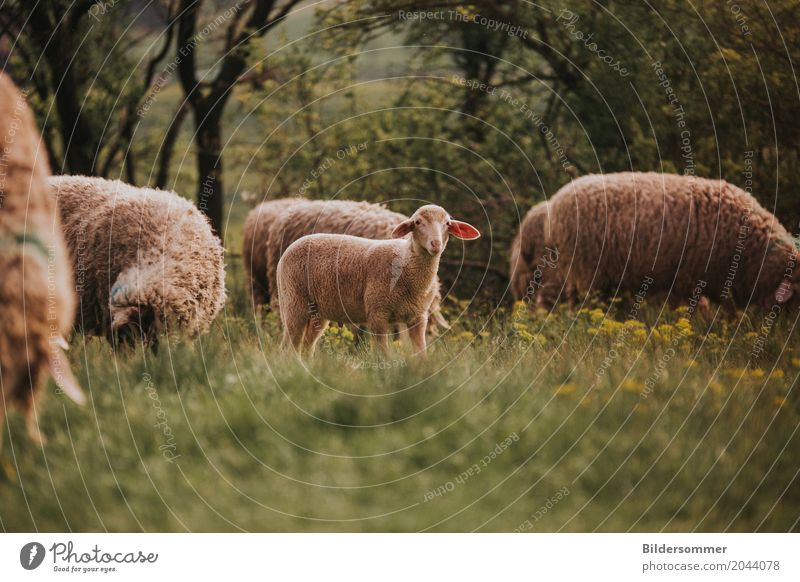 Schafsherde Frühling Sommer Gras Wiese Tier Nutztier Lamm Tiergruppe Herde Tierjunges Tierfamilie Fressen Landwirtschaft Ostern Osterlamm Blumenwiese Wolle