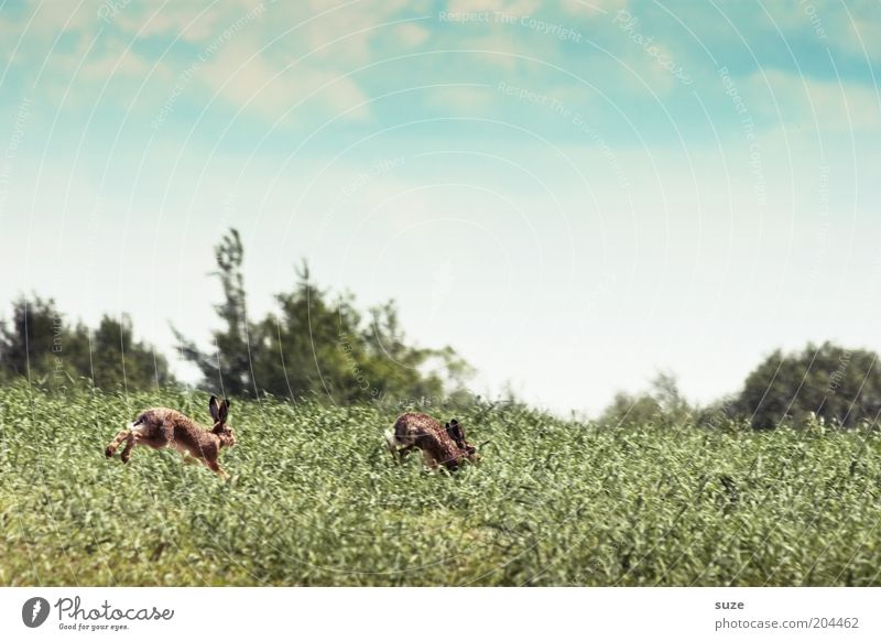 Hasenjagd Spielen Jagd Umwelt Natur Landschaft Pflanze Tier Himmel Wolken Schönes Wetter Gras Wiese Feld Wildtier Hase & Kaninchen 2 Tierpaar laufen wild Flucht