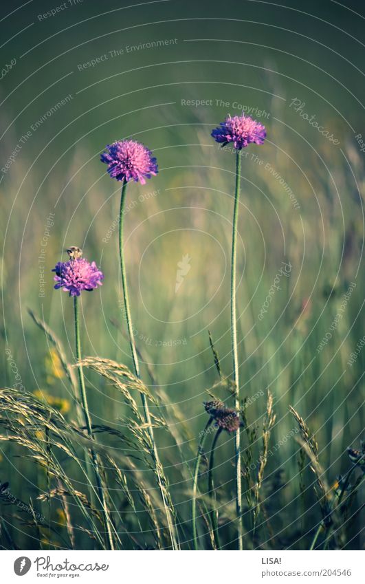 zu viert Umwelt Natur Pflanze Erde Sommer Blume Gras Blüte Grünpflanze Wildpflanze Tier Wildtier Biene 1 grün violett rosa Farbfoto Außenaufnahme Nahaufnahme