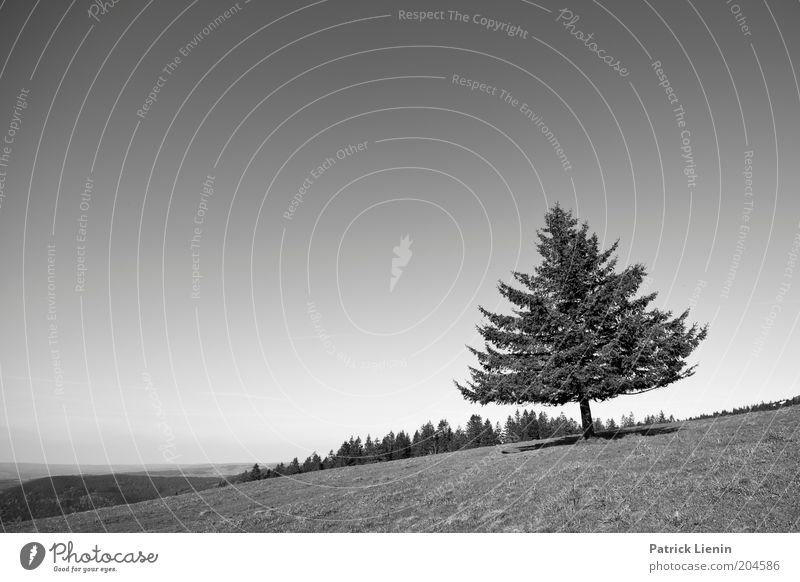 schräg Umwelt Natur Landschaft Pflanze Urelemente Luft Himmel Wolkenloser Himmel Wetter Wind Baum Blick Nadelbaum Schwarzwald Sehnsucht Aussicht Reisefotografie