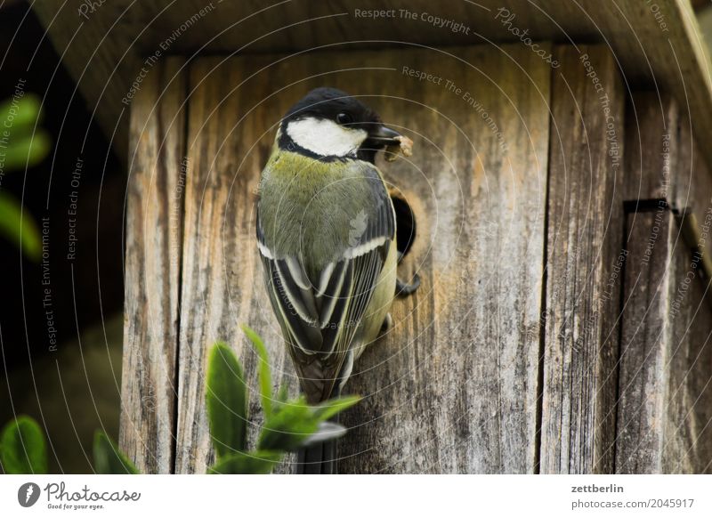 Meise Ohne Zweig Haus Ein Lizenzfreies Stock Foto Von Photocase