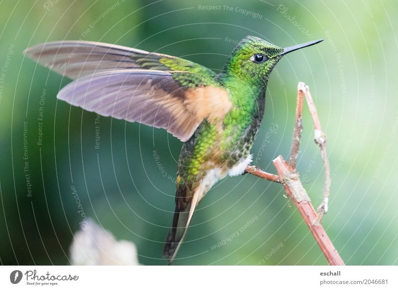 Flying Artist (Kolibri, Nebelwald Ecuador) Urwald Natur Tier Wildtier Vogel Kolibris 1 fliegen ästhetisch außergewöhnlich exotisch fantastisch frei natürlich