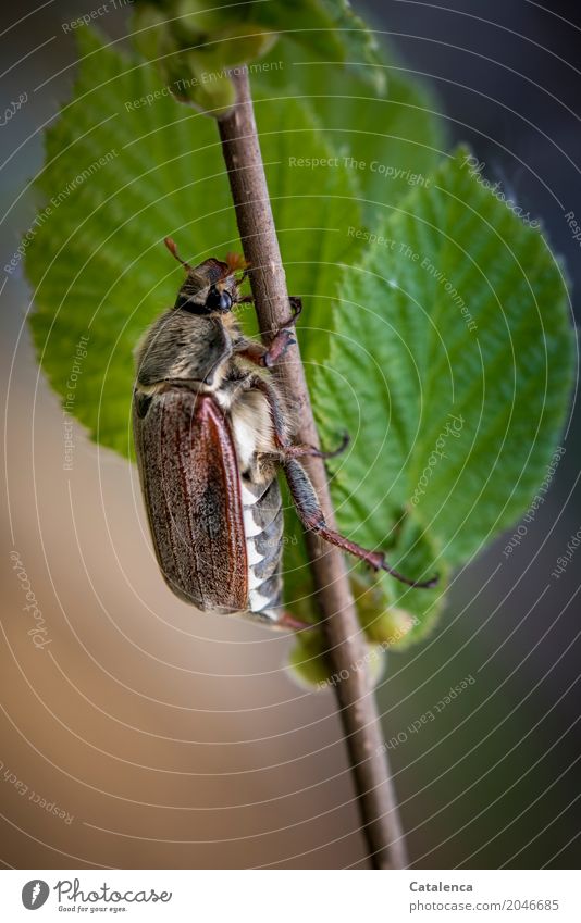 Herr Sumsemann; Maikäfer krabbelt auf einem Buchenzweig Natur Pflanze Frühling Baum Blatt Buchenblatt Garten Feld Wald Käfer 1 Tier krabbeln ästhetisch