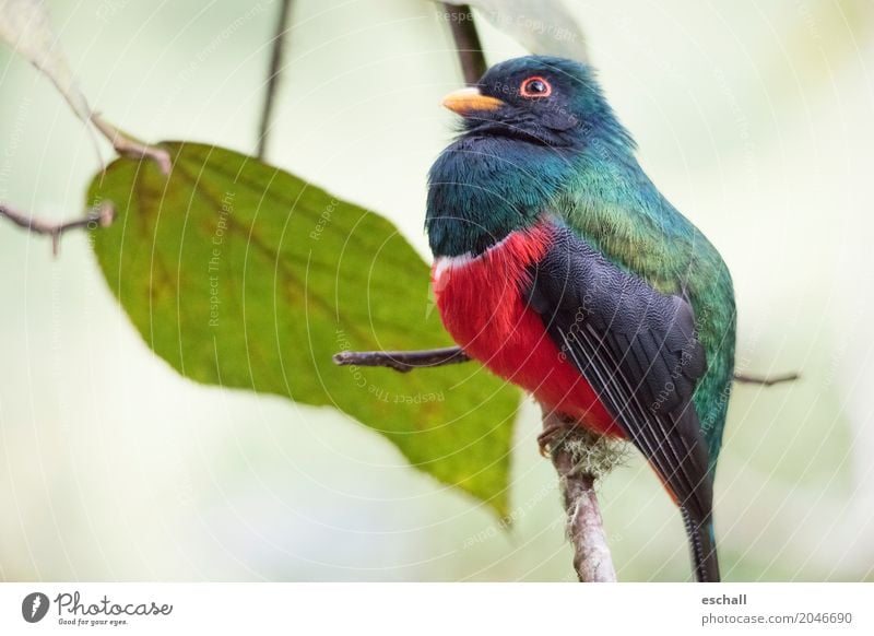 Beautiful Bird (Maskentrogon, Ecuador) Ferne Freiheit Natur Tier Vogel 1 fliegen exotisch fantastisch schön natürlich weich blau mehrfarbig grün rot türkis