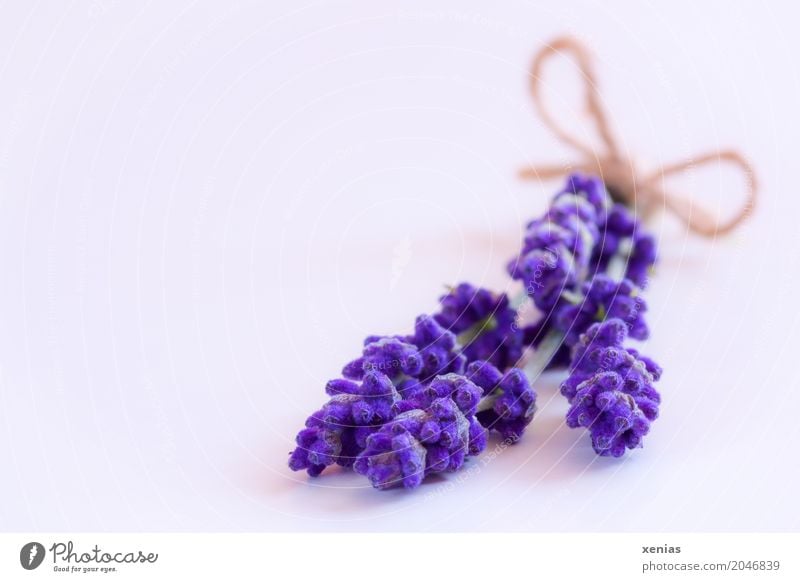 Lavendel mit Schleife auf weißem Untergrund Kräuter & Gewürze Sommer Herbst Blüte Blumenstrauß violett Duft Wellness Lippenblüter Lavendula angustifolia
