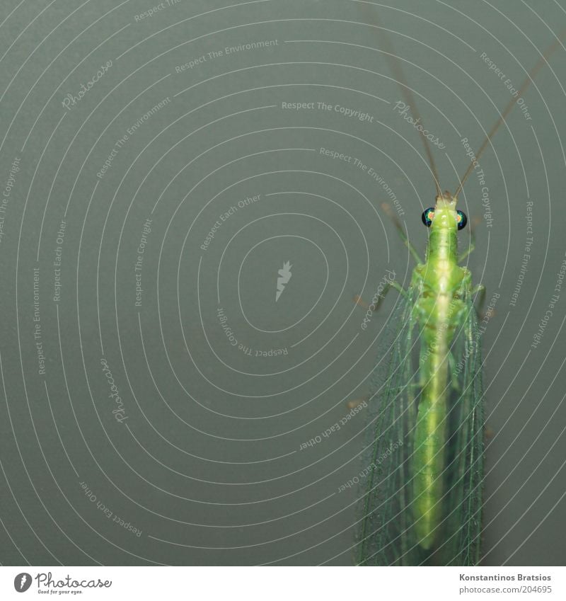 Monitor an, Florfliege dran Tier Fliege Netzflügler Insekt 1 glänzend warten außergewöhnlich dünn grau grün Farbe Fühler Facettenauge Flügel Glasscheibe