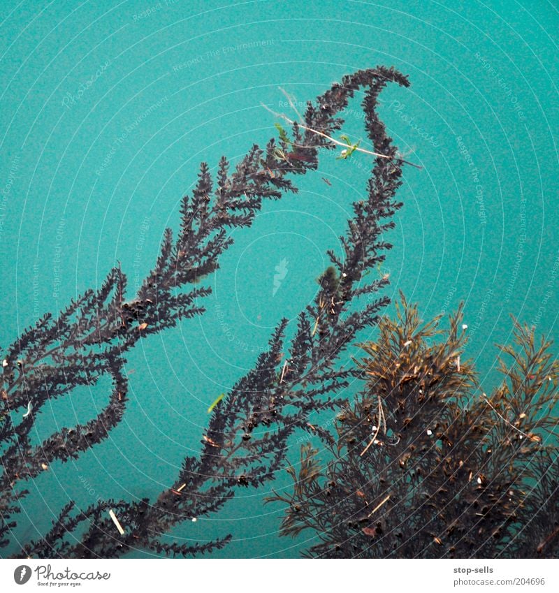 Letalis Natur Wasser Farn Grünpflanze Teich türkis Wasserpflanze Farbfoto Vogelperspektive Außenaufnahme Menschenleer Textfreiraum oben Textfreiraum links
