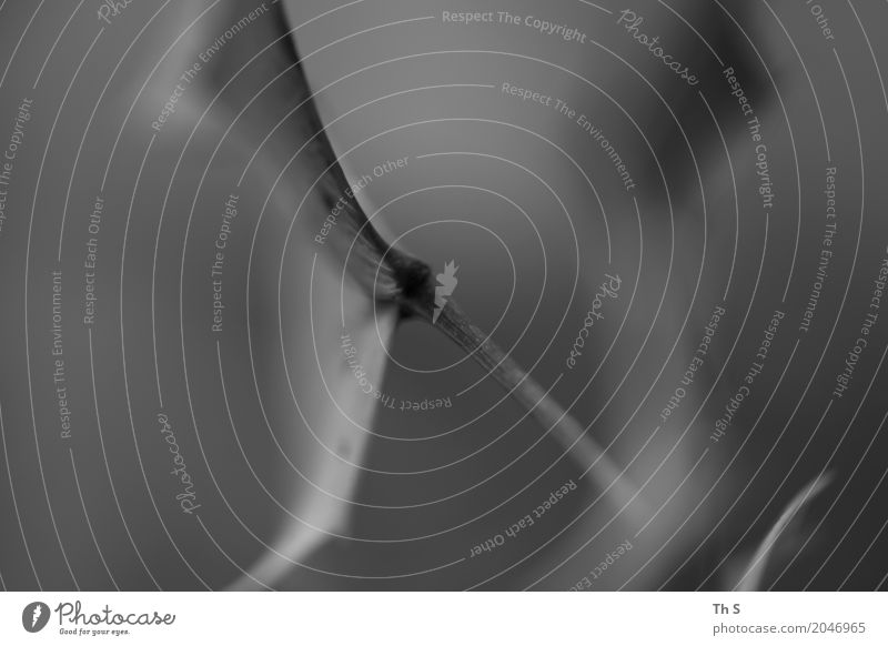 Blatt Natur Pflanze Frühling Sommer Herbst Winter Bewegung ästhetisch authentisch einfach elegant natürlich grau schwarz Gelassenheit geduldig ruhig einzigartig