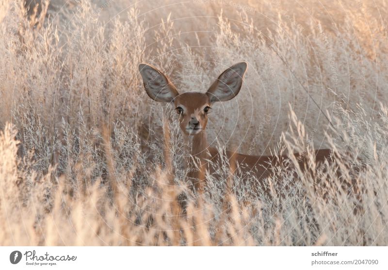 Spannung | Lauscher auf! Umwelt Natur Pflanze Tier Schönes Wetter Wärme Dürre Gras Sträucher Wüste Wildtier 1 hören Blick Nervosität Wachsamkeit Antilopen