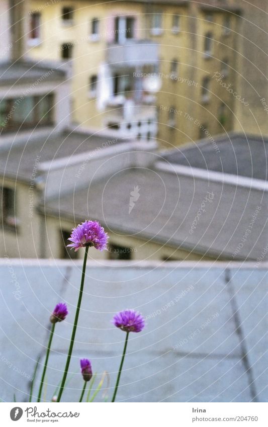 Garden State II Häusliches Leben Nutzpflanze Kräuter & Gewürze Schnittlauch Hinterhof Mauer Wand Fassade Balkon Dach Klischee Stadt braun grau violett Umwelt