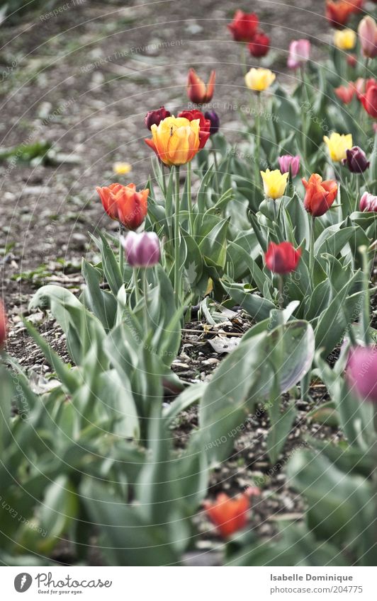 Da blüht mir was Natur Pflanze Erde Tulpe Blüte Garten Park Blühend Wachstum Duft frisch mehrfarbig grün Farbfoto Außenaufnahme Tag Blumenbeet