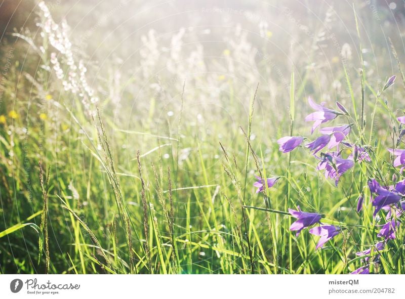 Moment of Peace. Umwelt Natur Pflanze Gras Wildpflanze Wiese ästhetisch Duft Einsamkeit ruhig Blumenwiese Wiesenblume violett Juni Weide Schönes Wetter Farbfoto