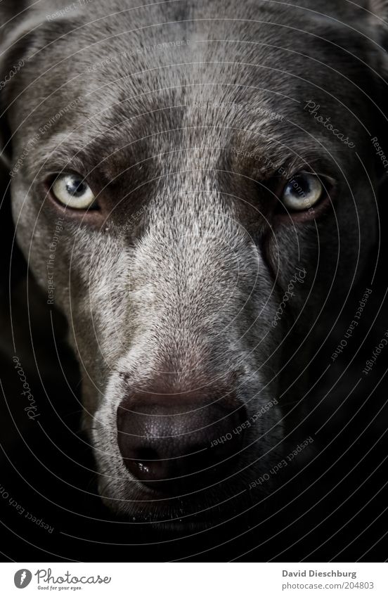 Schneewittchens Oma Tier Haustier Hund Tiergesicht Fell 1 schwarz Auge Nase Schnauze grau böse Böser Wolf gruselig Werwolf Blick wild Labrador Mischling