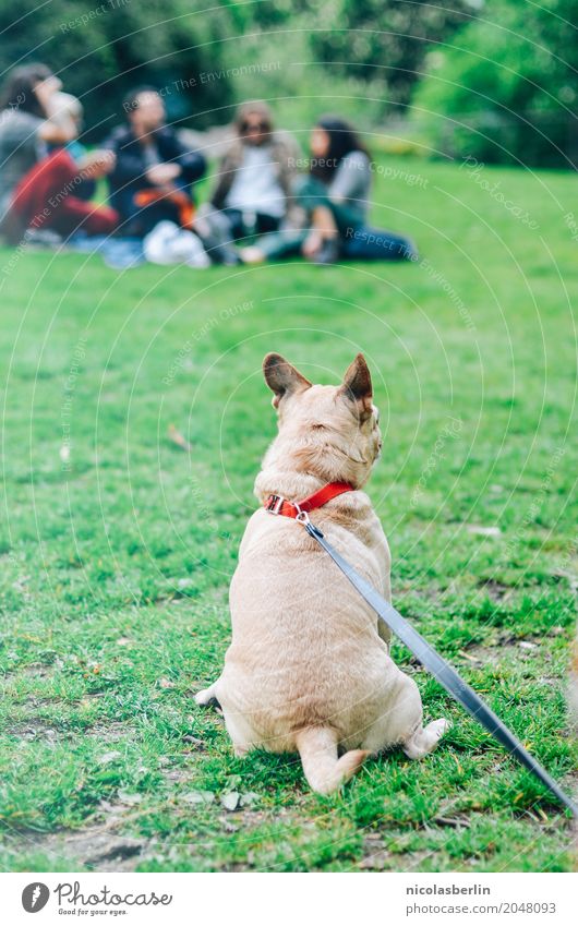 Hund an Leine Freude Freizeit & Hobby Sommer Park Tier Haustier 1 beobachten sitzen Glück kuschlig Stadt Fröhlichkeit Zufriedenheit Lebensfreude Gelassenheit
