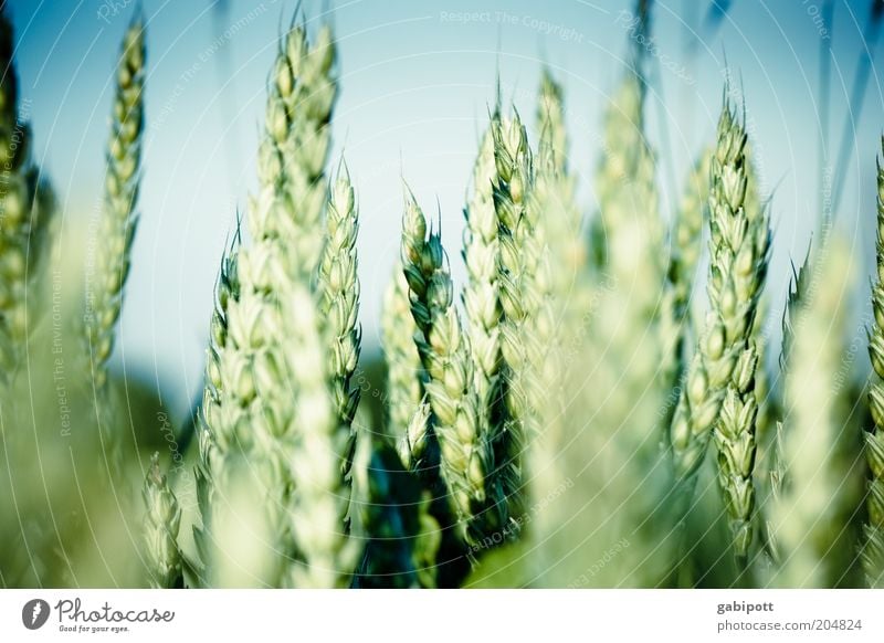 unser täglich brot Lebensmittel Getreide Getreidefeld Landwirtschaft Korn Ernährung Umwelt Landschaft Schönes Wetter Nutzpflanze Weizenfeld Feld Wachstum