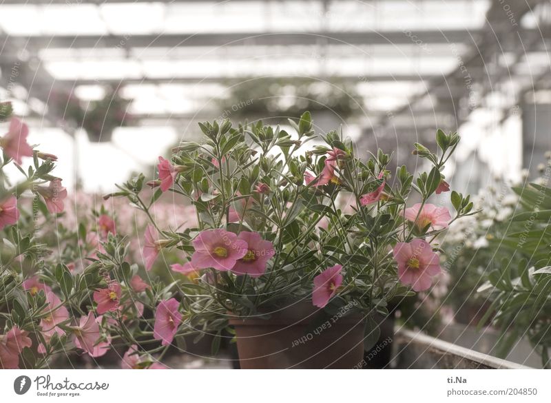 kauf mich Gärtnerei Frühling Sommer Pflanze Blume Topfpflanze Bauwerk Gebäude Gewächshaus Blühend Duft Wachstum hell schön grün rosa Farbfoto Menschenleer Blüte