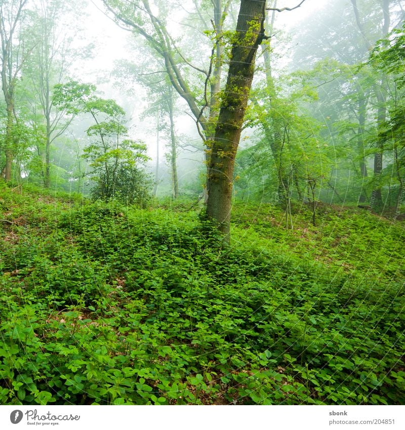 Ruhe Umwelt Natur Pflanze Klima Nebel Baum Grünpflanze Wald Farbfoto Außenaufnahme Morgen ruhig unberührt Wildnis Laubwald Efeu grünen Wachstum Naturwuchs