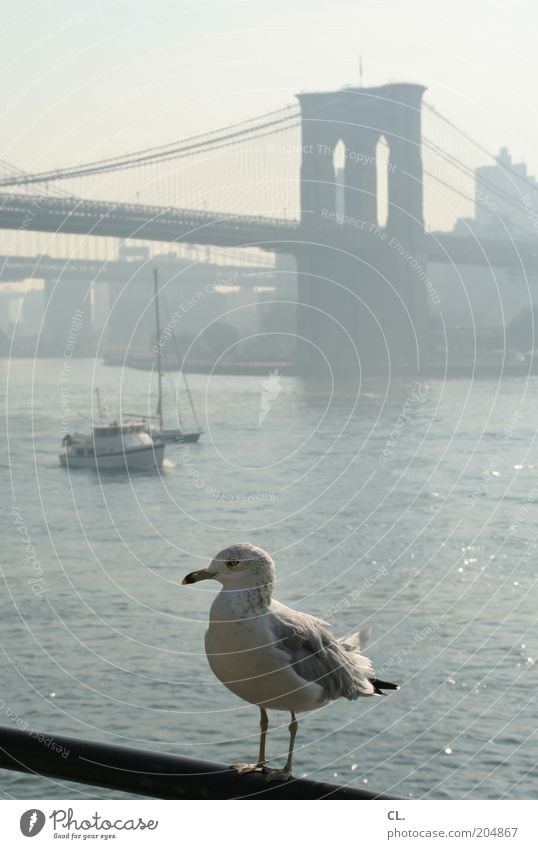möwe and the city Stadt Brücke Bauwerk Architektur Sehenswürdigkeit Brooklyn Bridge Tier Vogel Tiergesicht Flügel Möwe 1 Fernweh Ferien & Urlaub & Reisen