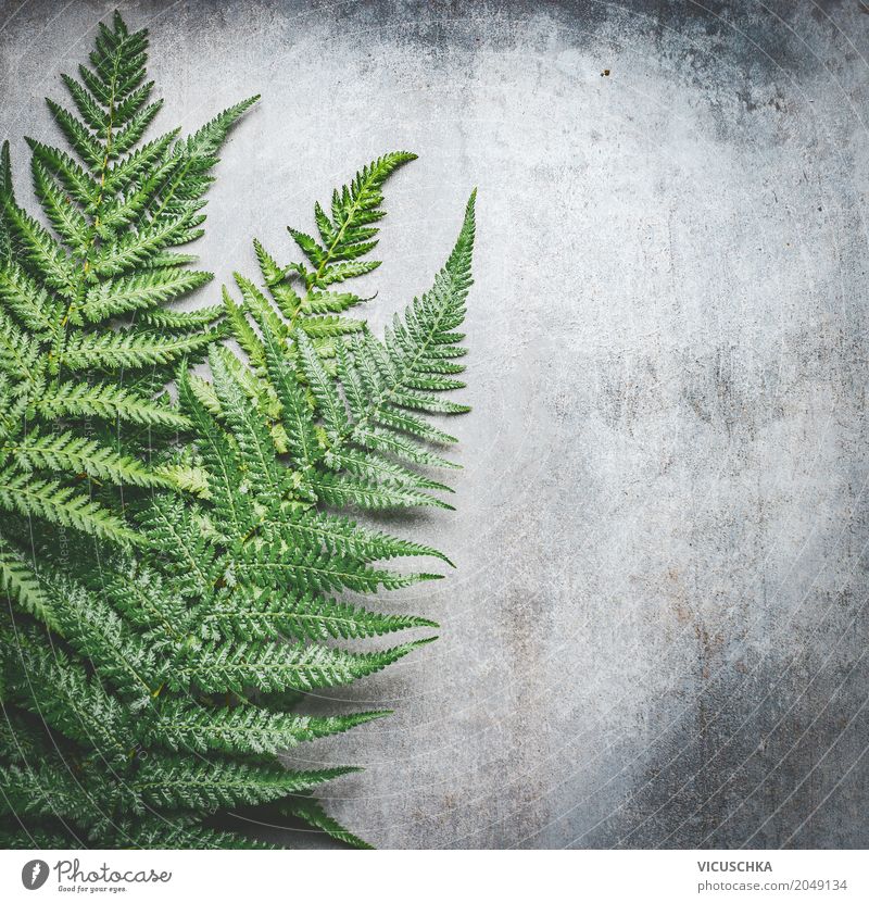 Grüne Farn Blätter auf grau Beton Hintergrund Stil Design Natur Pflanze Sträucher Blatt Oase Mauer Wand Coolness Inspiration Farnblatt Betonplatte Betonmauer