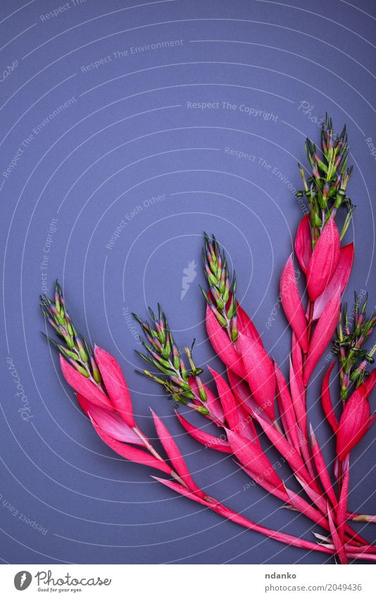 Blumenstrauß aus rosa Billbergia schön Dekoration & Verzierung Tisch Valentinstag Muttertag Ostern Geburtstag Pflanze Blatt Blüte Liebe frisch hell natürlich
