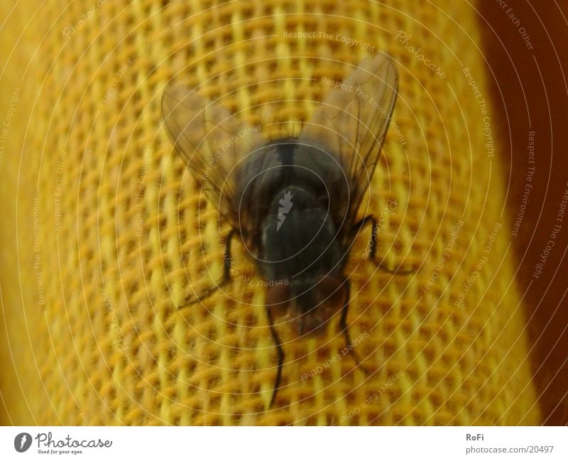 Fliegenalltag Insekt Stechmücke Unschärfe