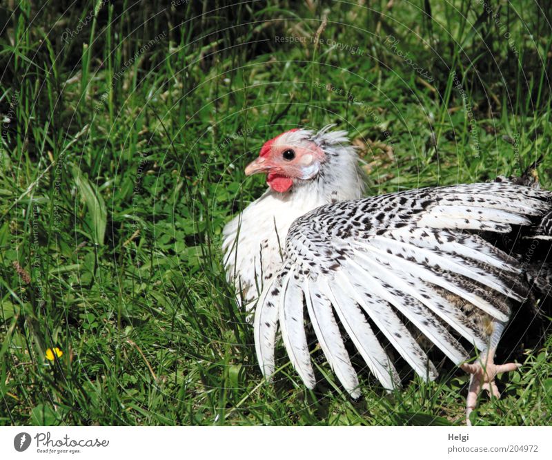 ich wollt, ich wär ein Huhn.... Natur Sommer Schönes Wetter Gras Wiese Tier Haustier Flügel Krallen Haushuhn Feder Schnabel 1 liegen Blick ästhetisch