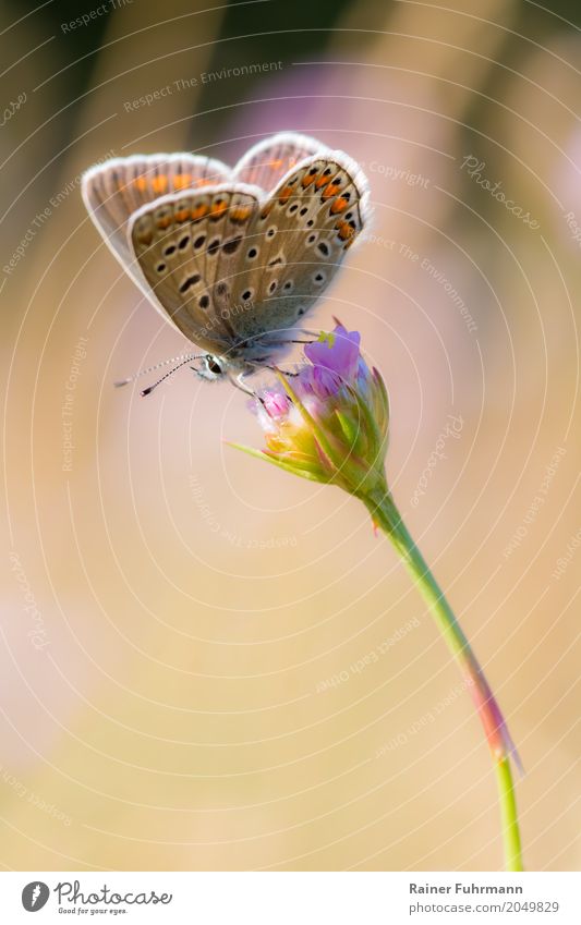 ein kleiner Schmetterling sitzt auf einer Blüte Umwelt Natur Tier Sommer Schönes Wetter Park "Schmetterling Falter Edelfalter Tagfalter" 1 "Natur Naturschutz
