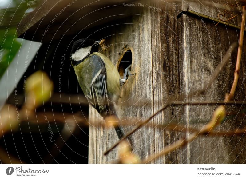 Meise Mit Zweig Haus Ein Lizenzfreies Stock Foto Von Photocase