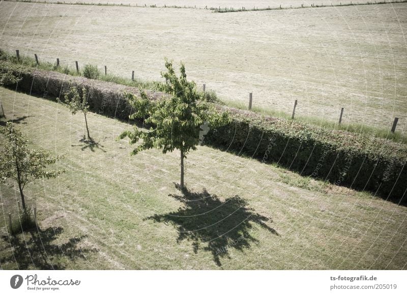 Heckensteher II Sommer Wetter Wärme Dürre Pflanze Baum Gras Grünpflanze Nutzpflanze Obstbaum Streuobstwiese Baumschule Heu Heuernte Park Wiese Feld Zaun Linie