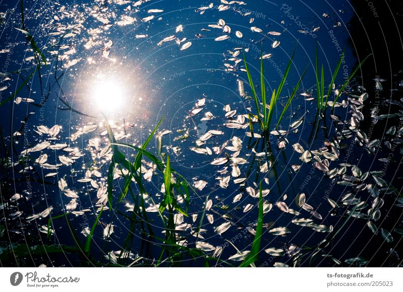 Froschkönigs Kinderstube ruhig Umwelt Natur Pflanze Urelemente Wasser Sonne Sonnenlicht Frühling Sommer Wetter Schönes Wetter Blatt Wasserpflanze Seeufer